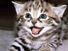 Ejemplo Gatos