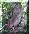 brenda_piedra_selva_w.jpg (57595 bytes)