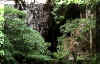 guacharo7.jpg (58419 bytes)