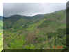 jarillosiembras.jpg (67359 bytes)