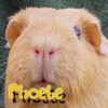 Phoebe