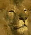 African Lion=