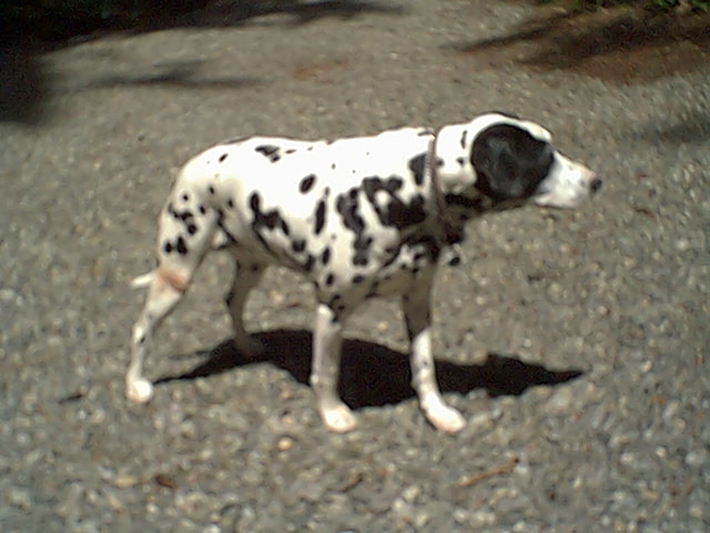 Purdy the woofer dog