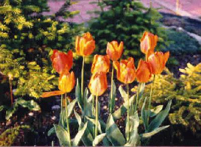Each fall Tranquility Landscaping will plant only te finest bulbs from Holland