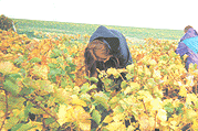 Champagne druiven plukken in de Ardennes