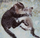 These kittens love to play-fight a lot