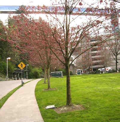 corner
