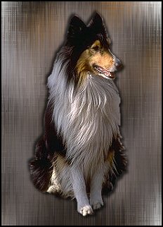 Sheltie (19K)