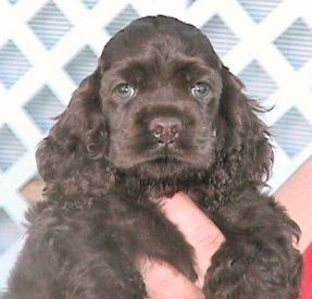 Chocolate Cocker Puppy