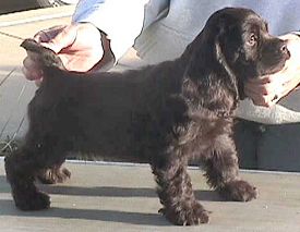 Chocolate Cocker puppy