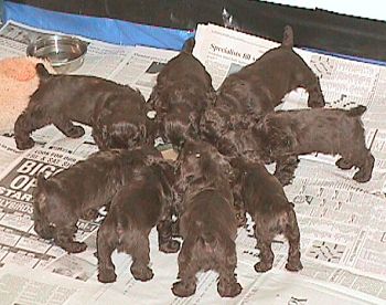 An entire litter of chocolate puppies