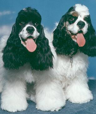A parti and a tri