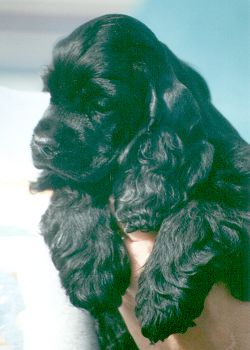 a solid black Cocker puppy