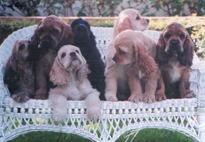 A chair full of sable puppies