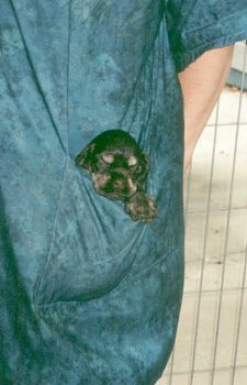 A puppy in my pocket