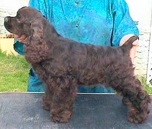 A gorgeous chocolate puppy