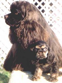 Chocolate sire with his daughter