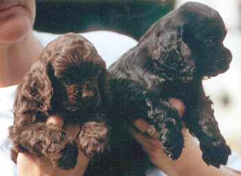 Two of Chime's puppies