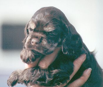 4 week old chocolate and tan puppy