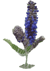 Jeff Hansen's "wild" about flowers!