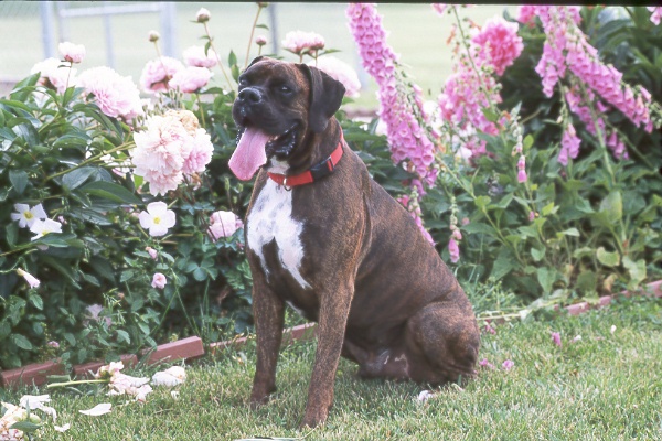 Darn petals