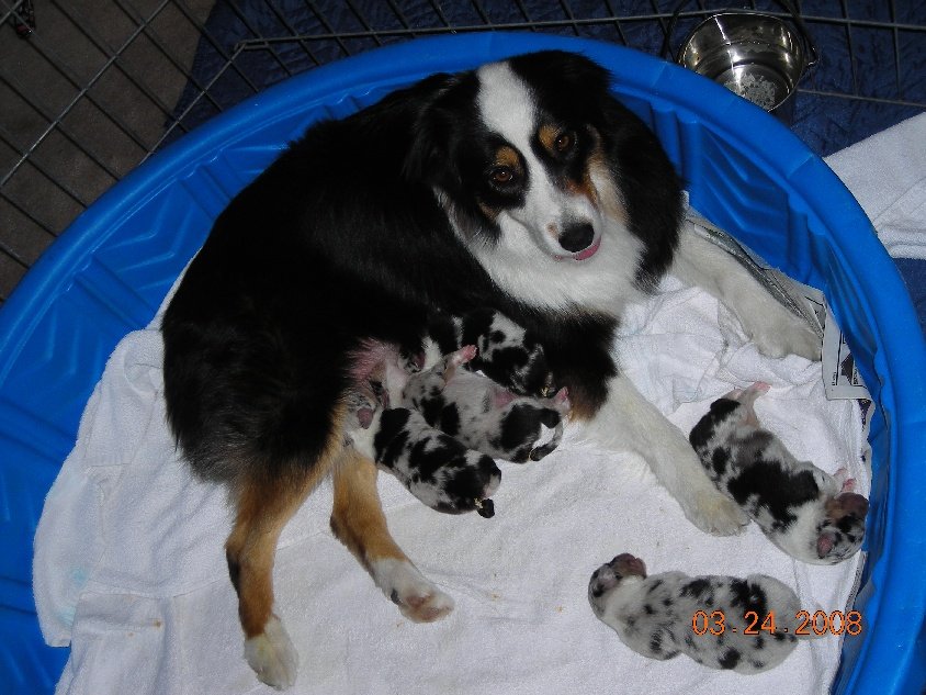 Pepper's Litter
