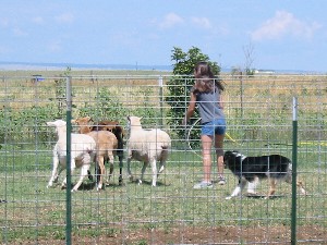 Photo of Pepper training