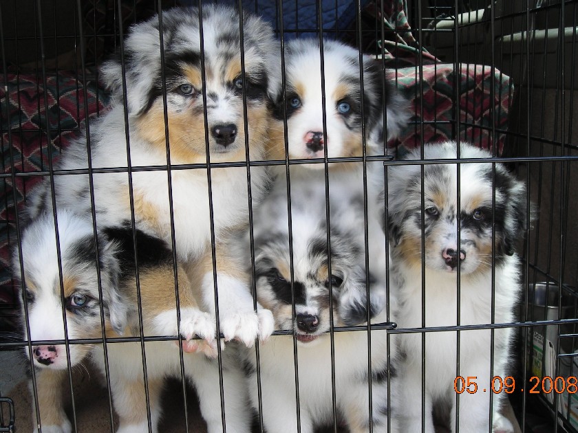 All Five