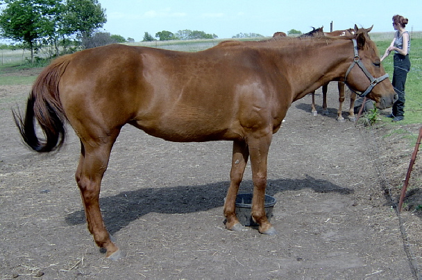 Tazz