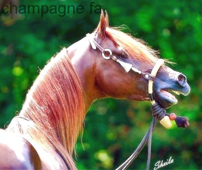 Champagne FA