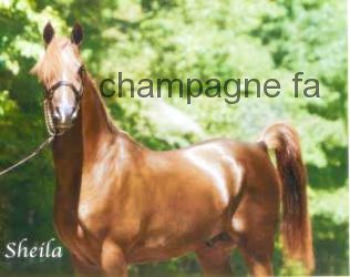Champagne