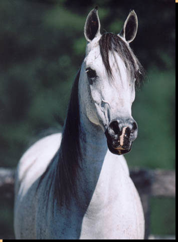 vega