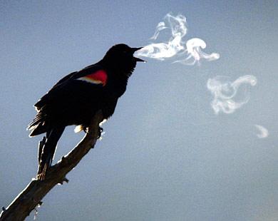 Red Wing Blackbird