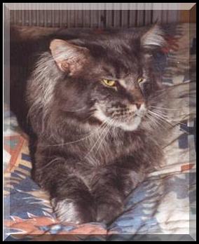 mtkittery bemis
