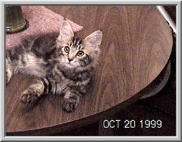 harley on table