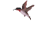 hummingbird
