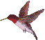 large hummingbird