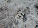 This is the spot we believe once held the geological survey mark.  It has since been removed.