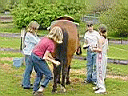 outdoor_horse4.jpg