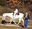 outdoor_horse5.jpg