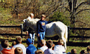 outdoor_horse6.jpg