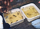 outdoor_marsh1.jpg