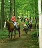 summer_horses11.jpg