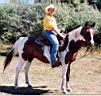 summer_horses2.jpg