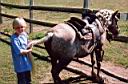 summer_horses3.jpg