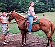 summer_horses4.jpg