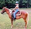 summer_horses5.jpg