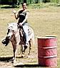 summer_horses7.jpg