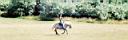 summer_horses8.jpg