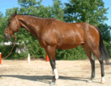 Bay Gelding